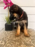 Pink Collar Female, a female German Shepherd Dog for sale in Morrisville, MO – 6 of 6