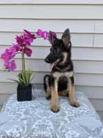Dark Pink Collar Female, a female German Shepherd Dog for sale in Morrisville, MO – 7 of 9