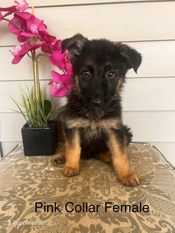 Pink Collar Female – German Shepherd Dog puppy for sale in Morrisville, MO