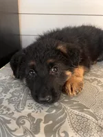 Pink Collar Female Puppy, a female German Shepherd Dog for sale in Morrisville, MO – 6 of 6