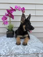Purple Collar Female , a female German Shepherd Dog for sale in Morrisville, MO – 5 of 7