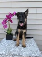White Collar Female Puppy, a female German Shepherd Dog for sale in Morrisville, MO – 6 of 7