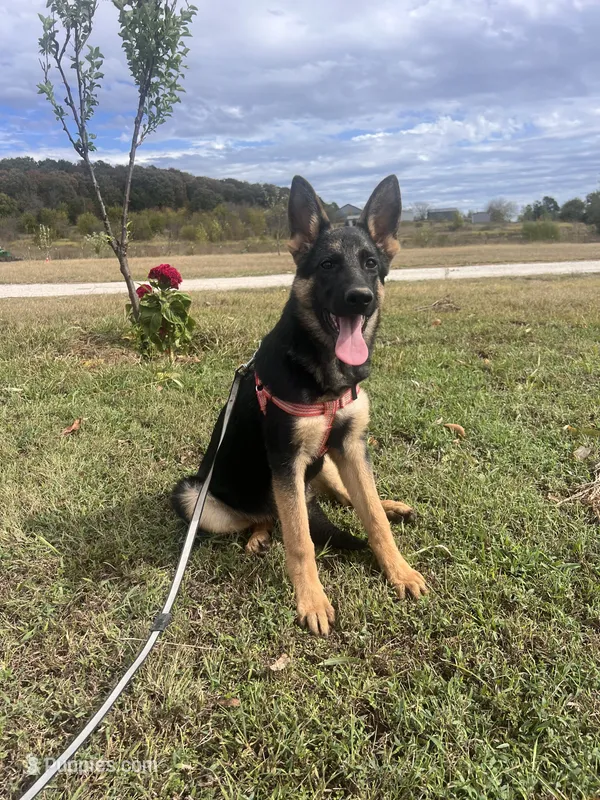 Purple Collar Female – German Shepherd Dog puppy for sale in Morrisville, MO