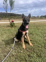 Purple Collar Female, a female German Shepherd Dog for sale in Morrisville, MO – 1 of 8