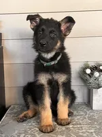 Dark Green Collar Male , a female German Shepherd Dog for sale in Morrisville, MO – 6 of 7