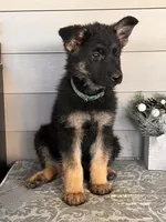 Dark Green Collar Male , a female German Shepherd Dog for sale in Morrisville, MO – 5 of 7