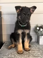 Dark Green Collar Male , a female German Shepherd Dog for sale in Morrisville, MO – 4 of 7