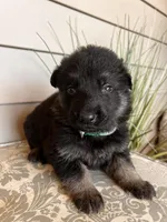 Dark Green Collar Male , a female German Shepherd Dog for sale in Morrisville, MO – Photo 3 of 7