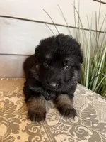 Dark Green Collar Male , a female German Shepherd Dog for sale in Morrisville, MO – Photo 6 of 7