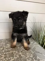 Dark Green Collar Male , a female German Shepherd Dog for sale in Morrisville, MO – Photo 2 of 5