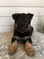 Dark Green Collar Male , a female German Shepherd Dog for sale in Morrisville, MO – Photo 5 of 5