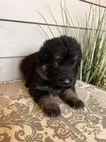 Dark Green Collar Male , a female German Shepherd Dog for sale in Morrisville, MO – Photo 4 of 7