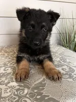 Dark Green Collar Male , a female German Shepherd Dog for sale in Morrisville, MO – Photo 4 of 5