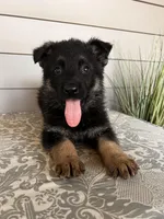 Dark Green Collar Male , a female German Shepherd Dog for sale in Morrisville, MO – Photo 3 of 5