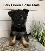 Dark Green Collar Male , a female German Shepherd Dog for sale in Morrisville, MO – Photo 1 of 5