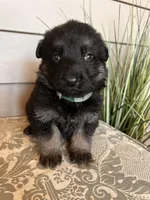 Dark Green Collar Male , a female German Shepherd Dog for sale in Morrisville, MO – Photo 2 of 7