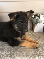 Dark Green Collar Male , a female German Shepherd Dog for sale in Morrisville, MO – 3 of 7