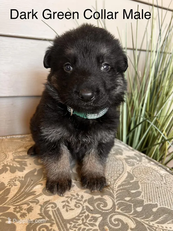 Dark Green Collar Male  – German Shepherd Dog puppy for sale in Morrisville, MO