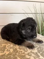 Dark Green Collar Male , a female German Shepherd Dog for sale in Morrisville, MO – Photo 5 of 7