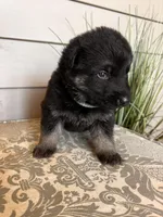 Dark Green Collar Male , a female German Shepherd Dog for sale in Morrisville, MO – Photo 7 of 7