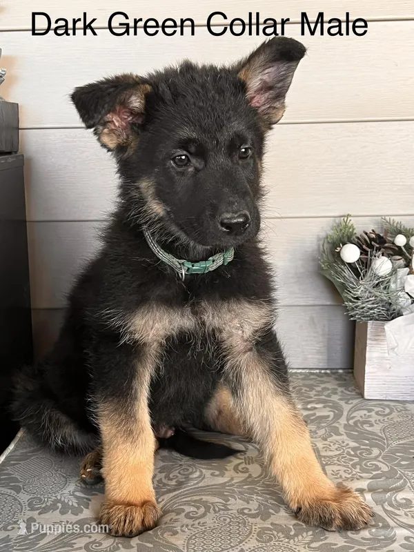 Dark Green Collar Male  – German Shepherd Dog puppy for sale in Morrisville, MO