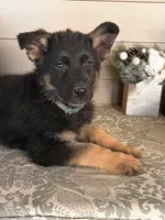 Dark Green Collar Male , a female German Shepherd Dog for sale in Morrisville, MO – 2 of 7