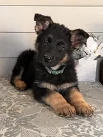Dark Green Collar Male , a female German Shepherd Dog for sale in Morrisville, MO – 7 of 7