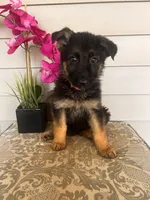 Pink Collar Female, a female German Shepherd Dog for sale in Morrisville, MO – 4 of 6