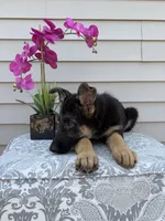 Light Pink Collar Female, a female German Shepherd Dog for sale in Morrisville, MO – 6 of 7