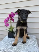 Green Collar Male, a female German Shepherd Dog for sale in Morrisville, MO – 2 of 9