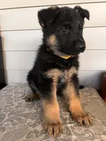 Yellow Collar Male, a male German Shepherd Dog for sale in Morrisville, MO – 3 of 5