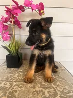 Yellow Collar Female, a female German Shepherd Dog for sale in Morrisville, MO – 5 of 5