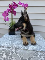 Dark Pink Collar Female, a female German Shepherd Dog for sale in Morrisville, MO – 8 of 9