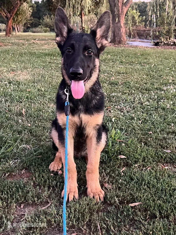 Yellow Collar Male – German Shepherd Dog puppy for sale in Morrisville, MO