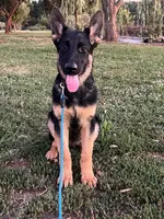 Yellow Collar Male, a male German Shepherd Dog for sale in Morrisville, MO – 1 of 5