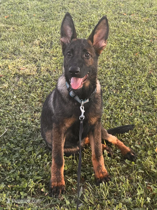 Brown Collar Male – German Shepherd Dog puppy for sale in Morrisville, MO