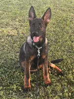Brown Collar Male, a female German Shepherd Dog for sale in Morrisville, MO – 1 of 6