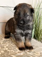 Yellow Collar Male, a female German Shepherd Dog for sale in Morrisville, MO – Photo 5 of 6