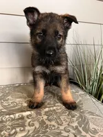 Yellow Collar Male, a female German Shepherd Dog for sale in Morrisville, MO – Photo 4 of 6