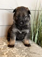 Yellow Collar Male, a female German Shepherd Dog for sale in Morrisville, MO – Photo 3 of 6