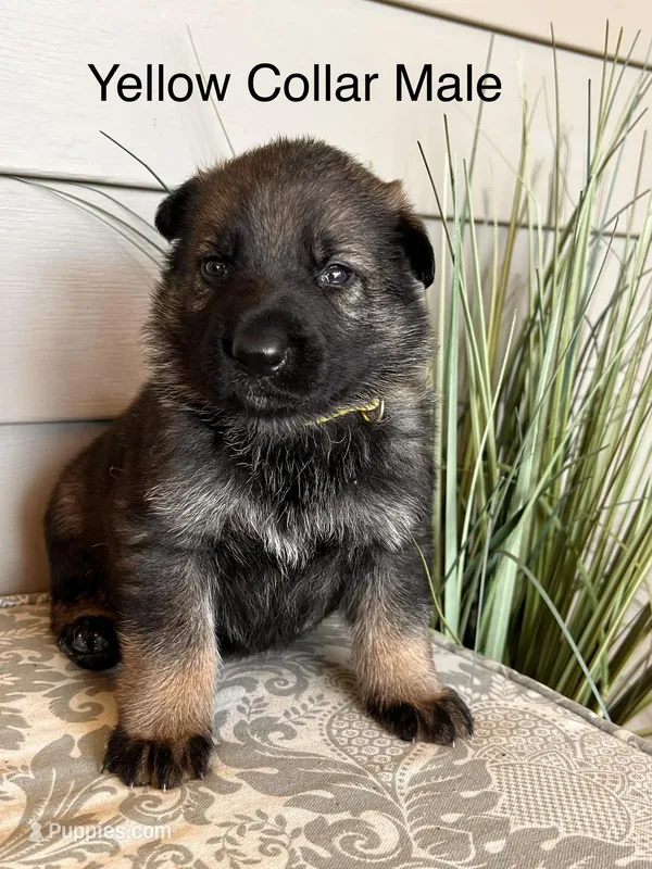 Yellow Collar Male – German Shepherd Dog puppy for sale in Morrisville, MO
