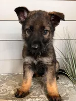 Yellow Collar Male, a female German Shepherd Dog for sale in Morrisville, MO – Photo 5 of 6