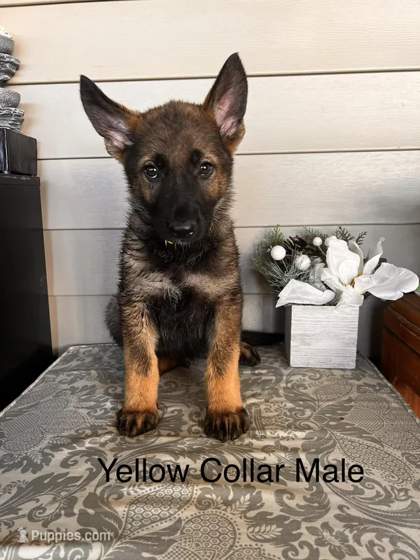 Yellow Collar Male – German Shepherd Dog puppy on hold in Morrisville, MO