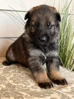 Yellow Collar Male, a female German Shepherd Dog for sale in Morrisville, MO – Photo 6 of 6