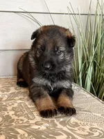 Yellow Collar Male, a female German Shepherd Dog for sale in Morrisville, MO – Photo 4 of 6