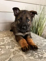 Yellow Collar Male, a female German Shepherd Dog for sale in Morrisville, MO – Photo 6 of 6