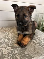 Yellow Collar Male, a female German Shepherd Dog for sale in Morrisville, MO – Photo 3 of 6