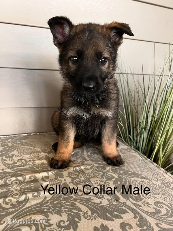 Yellow Collar Male – German Shepherd Dog puppy for sale in Morrisville, MO