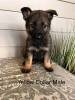 Yellow Collar Male, a female German Shepherd Dog for sale in Morrisville, MO – Photo 1 of 6
