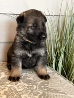 Yellow Collar Male, a female German Shepherd Dog for sale in Morrisville, MO – Photo 2 of 6